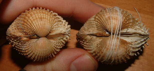 Acanthocardia spinosa